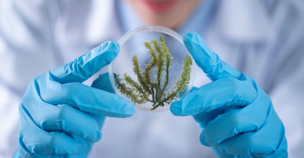 Science - Person Holding Container With Seaweed