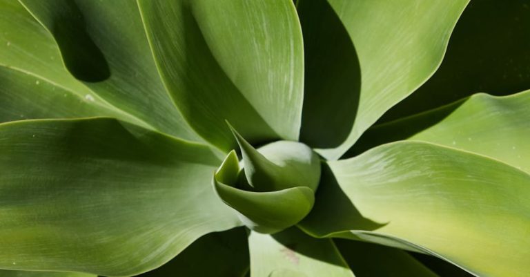 Biology - Top view of bright green succulent plant of Agave with long pointed leaves