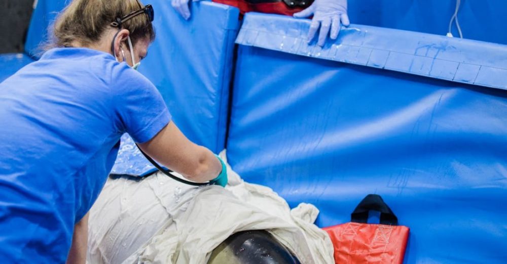 Biology - Veterinarians Rescuing a Dolphin