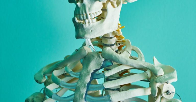 Anatomy - Photo of Skeleton